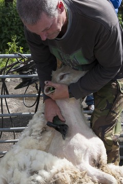 240528 schapen scheren